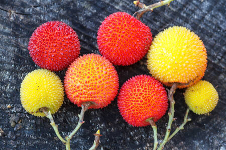 Fruits of the strawberry tree