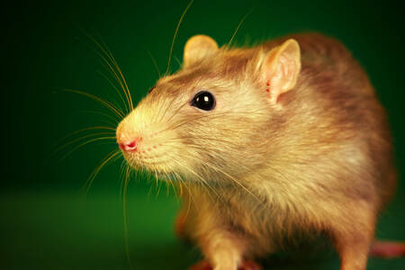 Szczur na zielonym tle