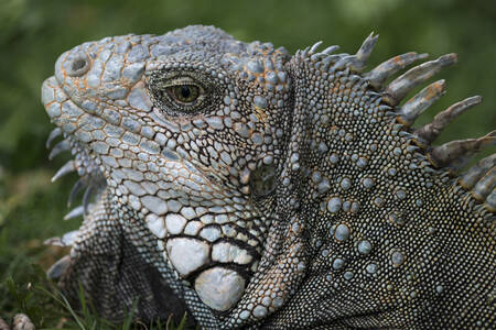 Portrait of a common iguana