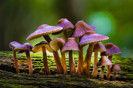 Purple mushrooms