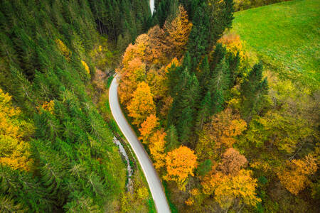 View of the forest road