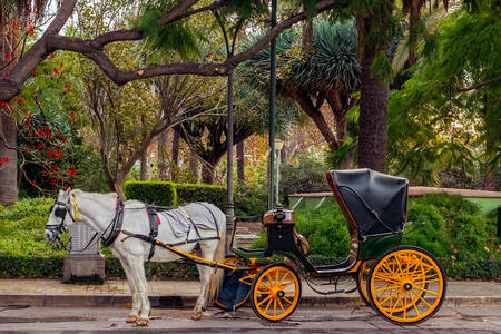 Paard-en-wagen in het park