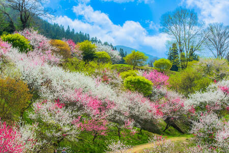 Peach trees