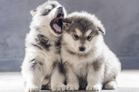 Małe szczeniaki alaskan malamute