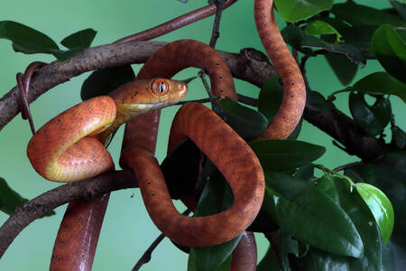 Baby red snake boiga