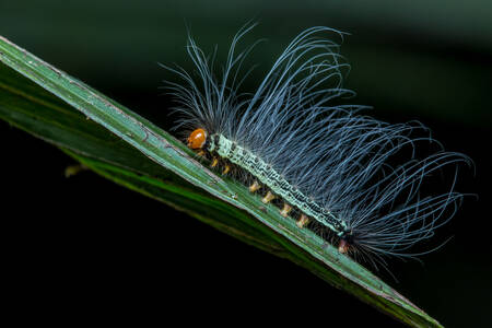 Black striped caterpillar