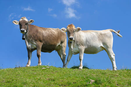 Vaches suisses