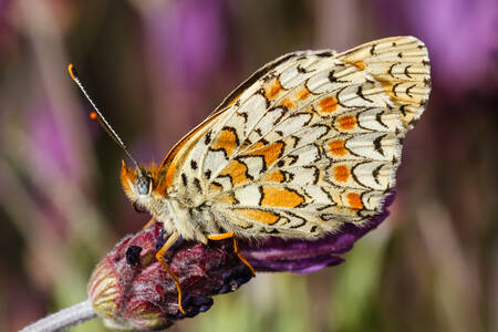 Butterfly on a flower