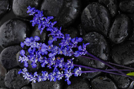 Lavanda sobre pedras pretas