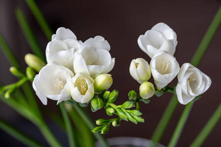 White freesias