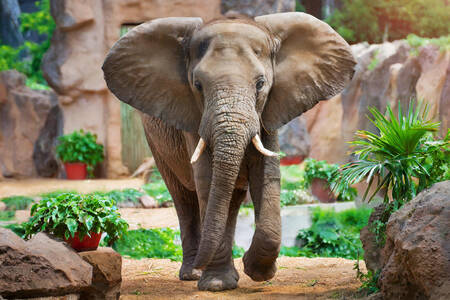 Bébé éléphant au zoo