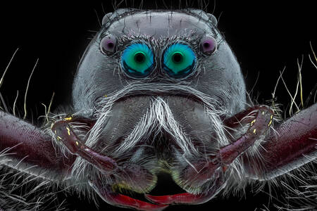 Scatto macro di un ragno