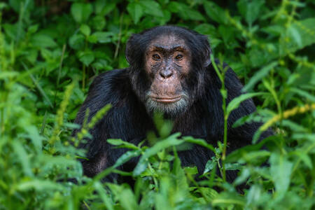 Chimpanzee in the bushes