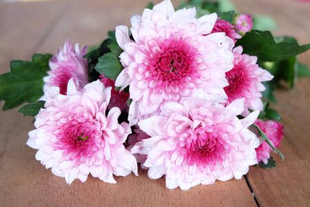 Pink chrysanthemums