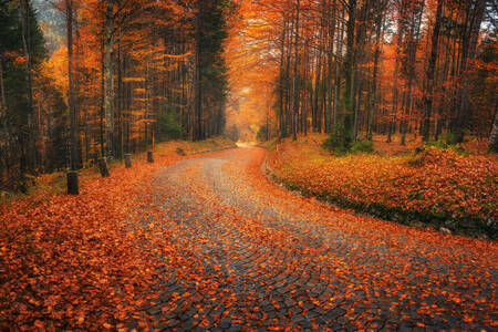 Straße mit Herbstlaub