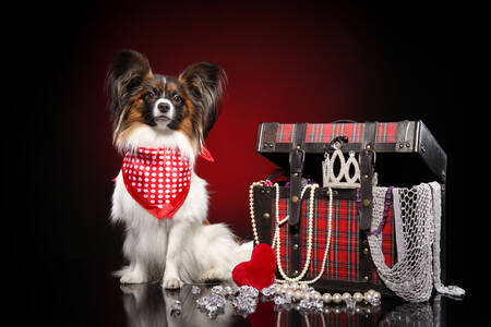 Kontinental toy spaniel