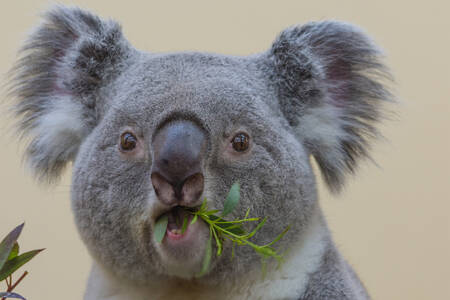 A koala eating eucalyptus leaves