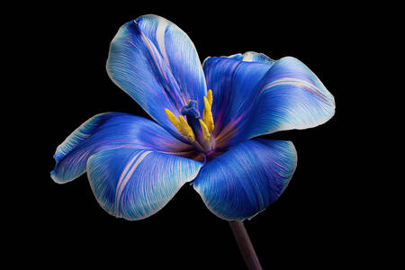 Tulipe bleue sur fond noir