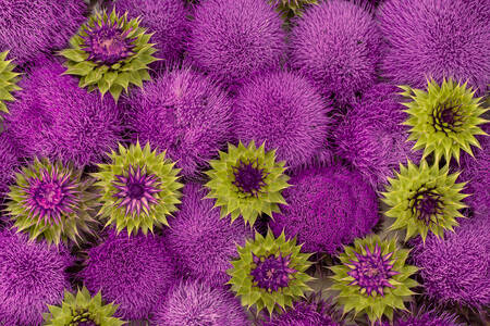 Milk thistle flowers