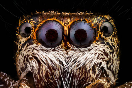 Makrofoto von Salticidae