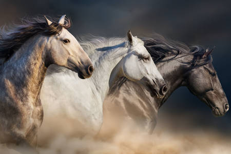 Running horses of different colors