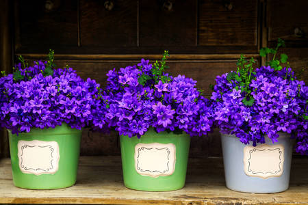 Campane da interno in vasi da fiori