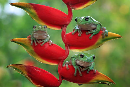 Australian tree frogs
