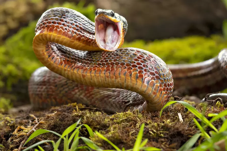 Serpente