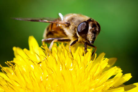 Pčela na maslačak