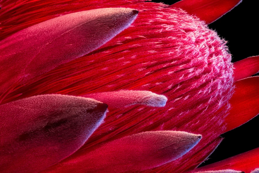 Macro photo of protea