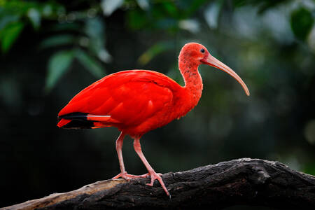 Red ibis on a branch