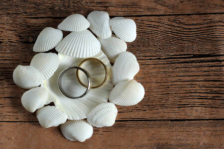 Alianças de casamento em conchas