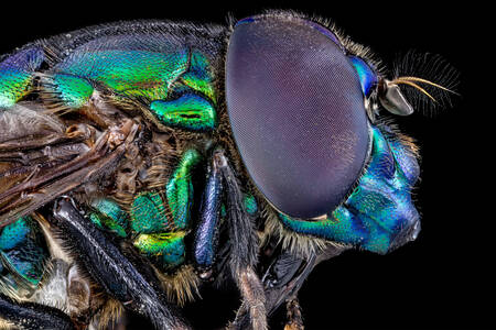 Makro fotografia modrej muchy