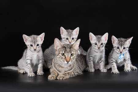 Cat with kittens on a black background