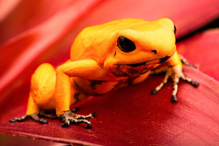 Желтая ядовитая лягушка