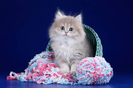 Kitten in a basket of yarn