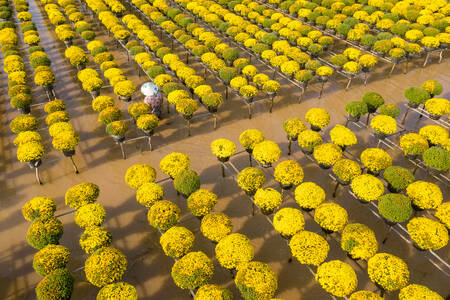 Field of chrysanthemums