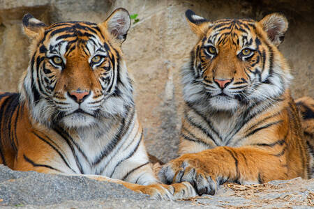 Δύο τίγρεις