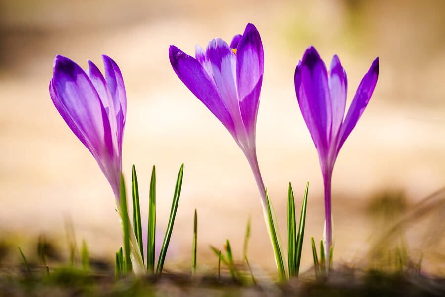 93.7 The Fan Listen Live Pittsburgh, United States Online Radio Box