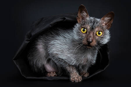 Siyah çantalı kedi