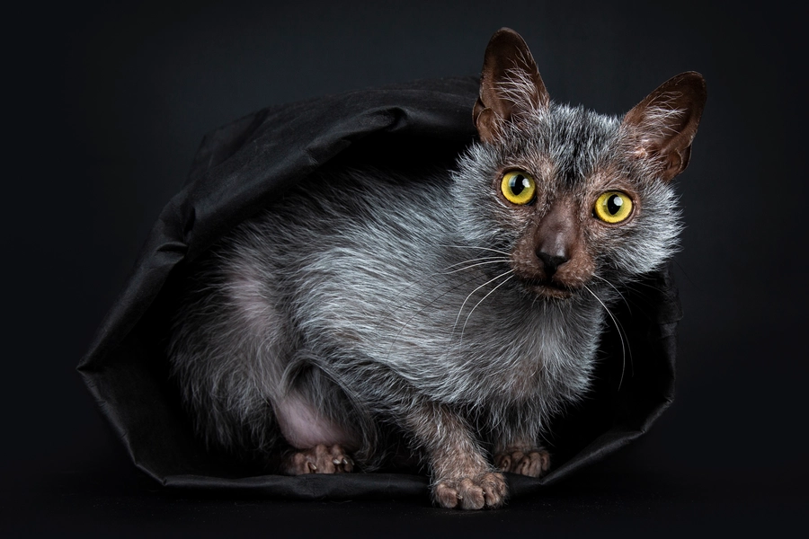 Kissa mustassa pussissa