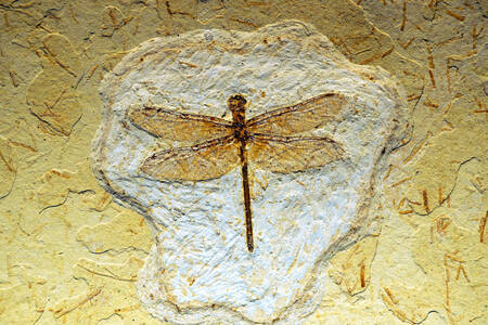 Outline of a dragonfly on a stone