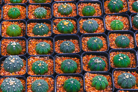 Cacti in flowerpots