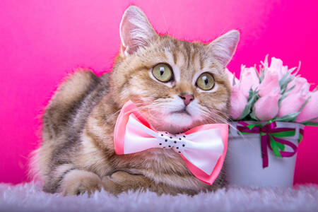 Kat met een roze strik