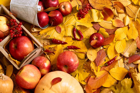 Apples on autumn leaves