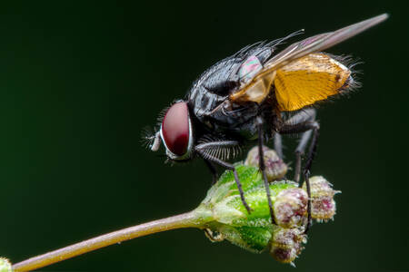 Mosca sobre un fondo verde