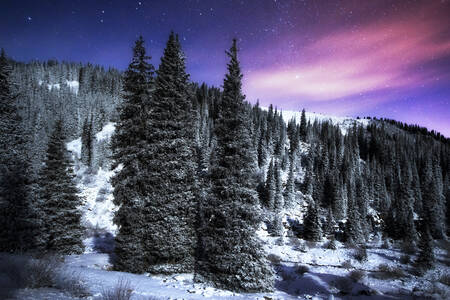 Snow-covered fir trees in the mountains