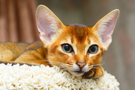 Kitten on a pillow