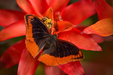 Oranje en zwarte vlinder