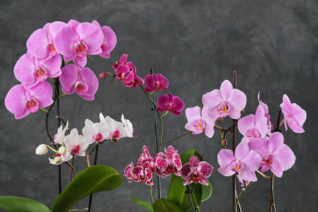 Orchidées roses